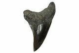 Rare, Fossil Shark (Parotodus) Tooth - South Carolina #340305-1